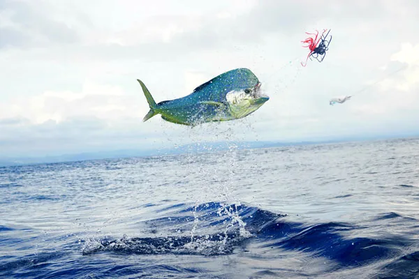 AA photo of a Mahi Mahi jumping out of the water off the coast of North Carolina with Chaz